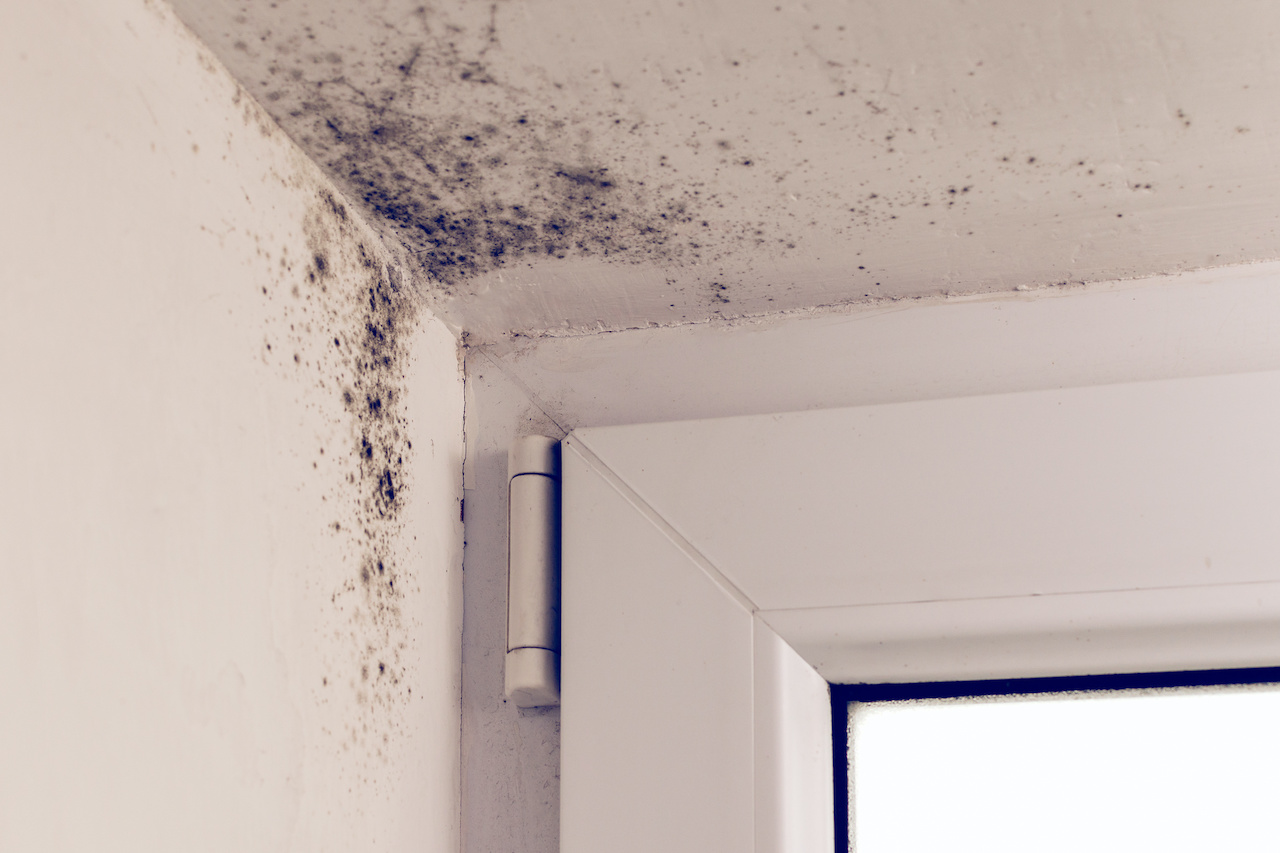 Black mold spreading across the ceiling corner above a window frame