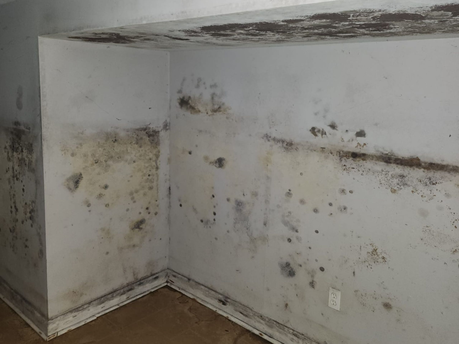 Mold Inspection, Removal & Cleanup